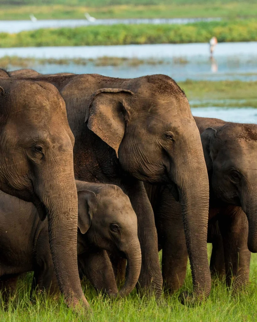 elephant gathering