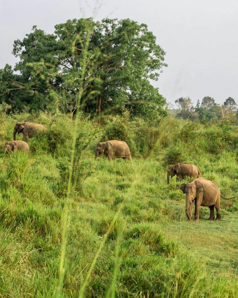 elephant gathering