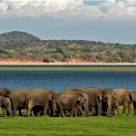 Elephant Gathering