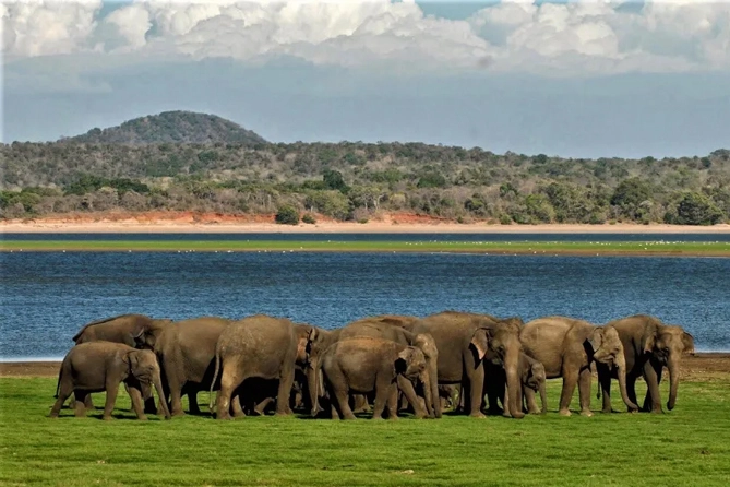 Elephant Gathering
