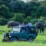 Udawalawe Jeep Safari