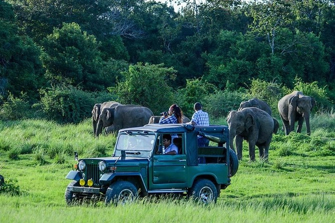 Udawalawe Jeep Safari