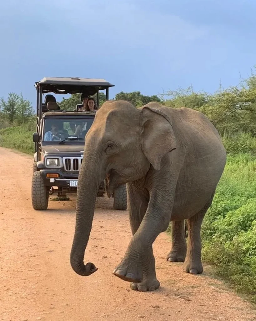 Udawalawe jeep safari