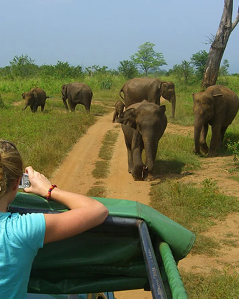udawalawe national park