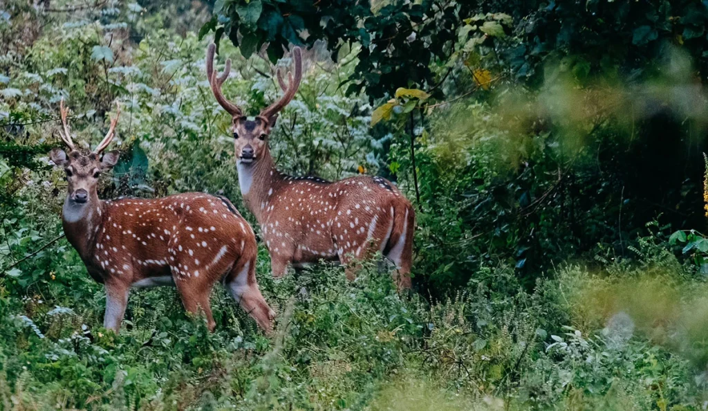 7 hours udawalawe safari