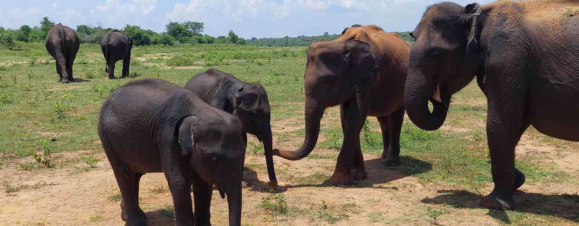 Udawalawe Safari