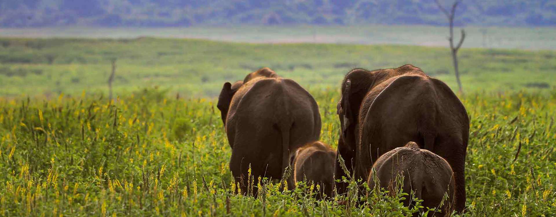 Udawalawe Budget Safari Package