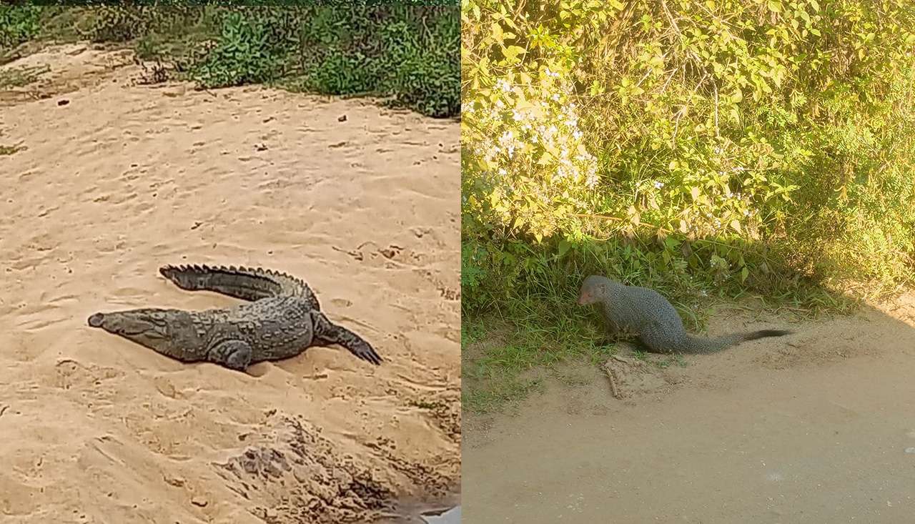 Udawalawe Full Day Safari 10 Hours Tour