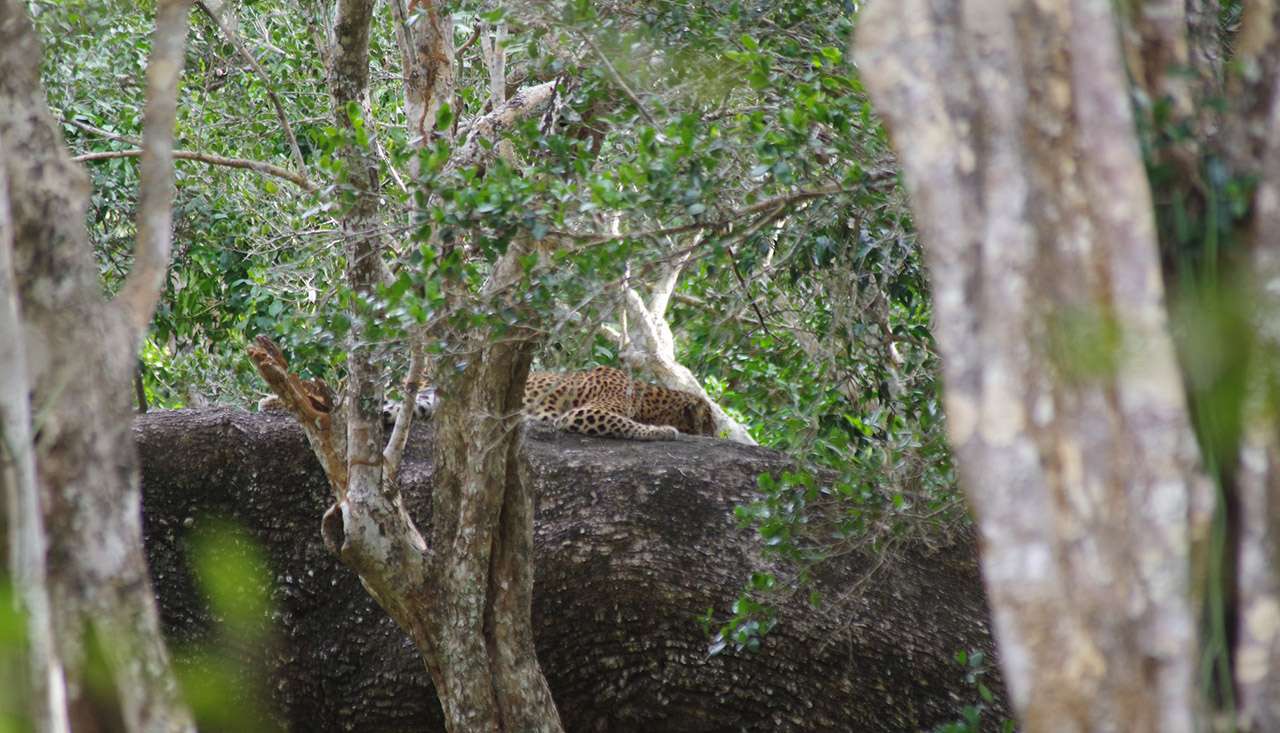 Udawalawe National Park 4 Hours Safari Tour