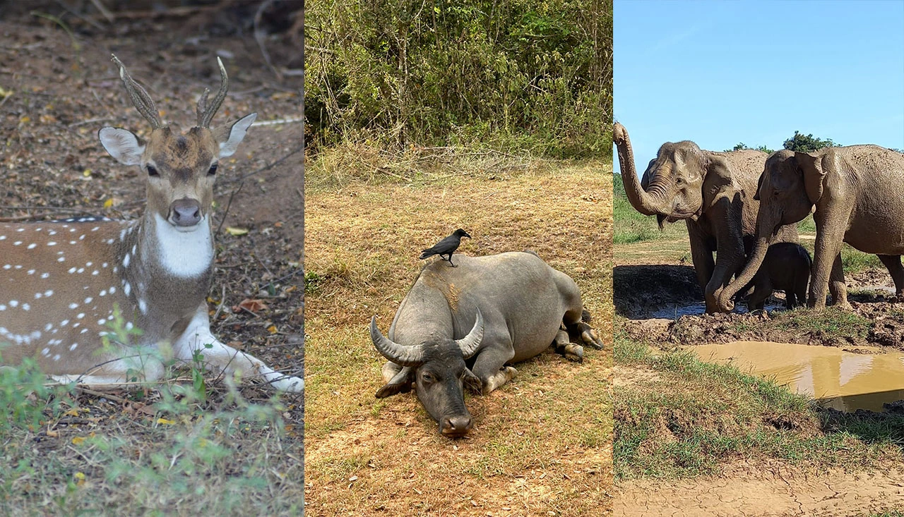udawalawa budget safari