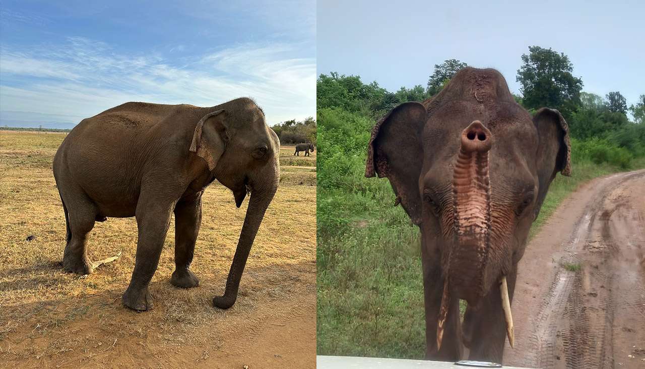 Udawalawe National Park 7 Hours Safari Tour