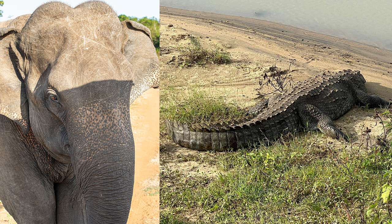 Udawalawe National Park 7 Hours Safari Tour