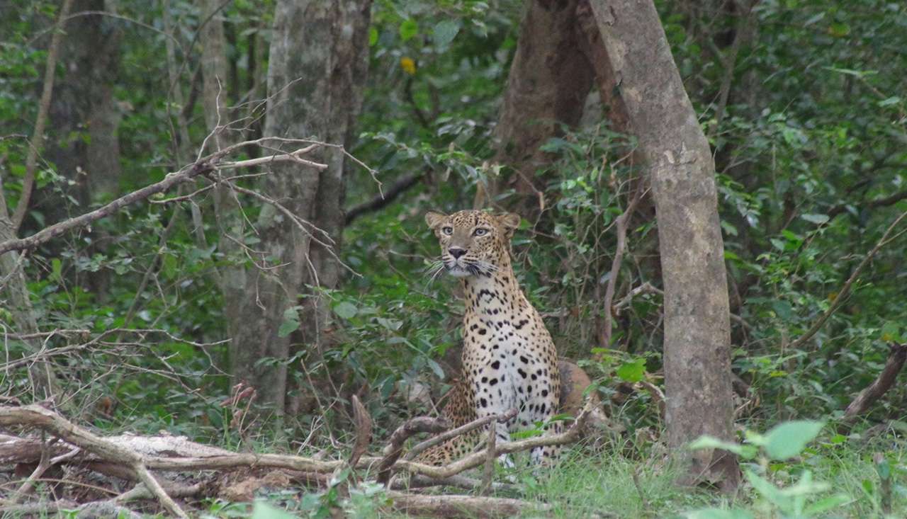 Udawalawe National Park 7 Hours Safari Tour