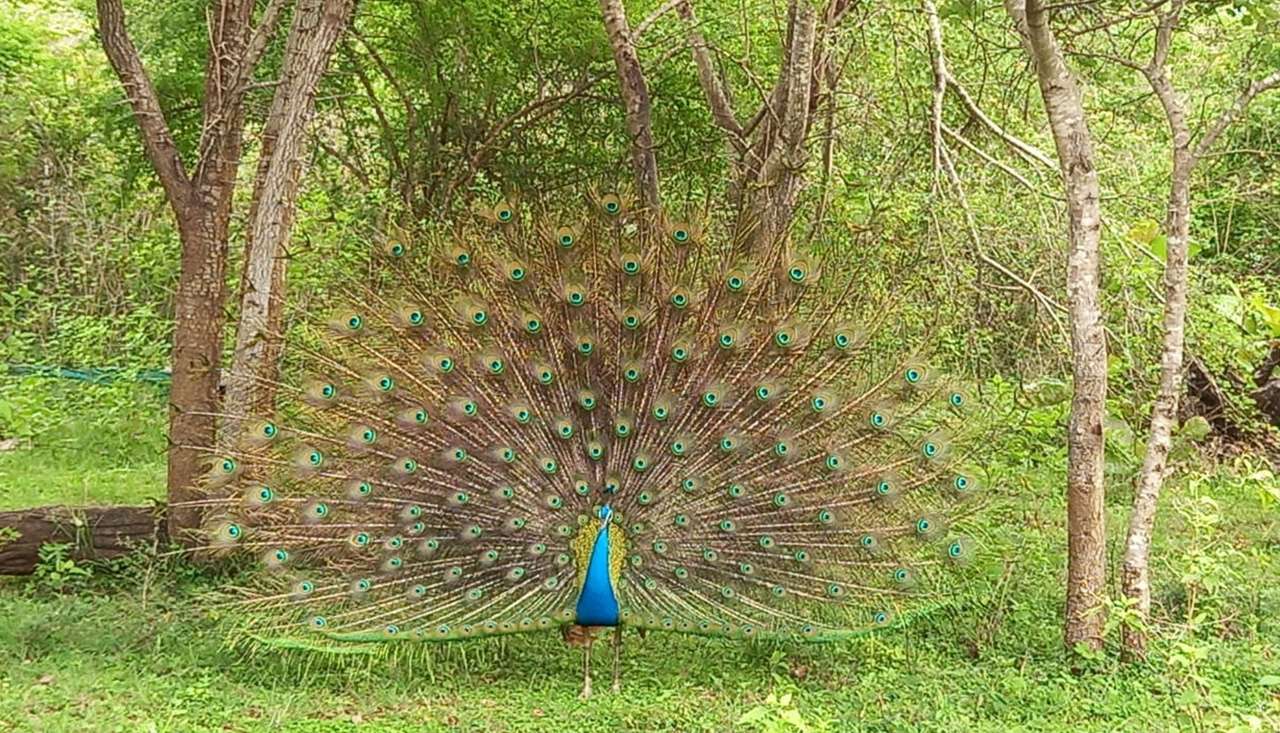 Udawalawe National Park 7 Hours Safari Tour